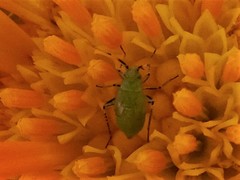 Plagiognathus arbustorum