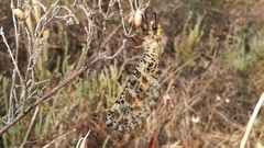 Palpares hispanus
