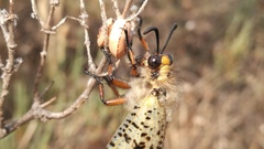 Palpares hispanus