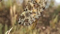 Palpares hispanus