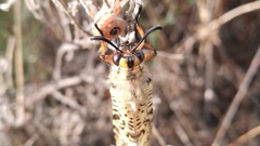 Palpares hispanus