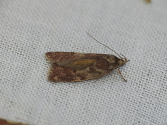 Syringoseca mimica