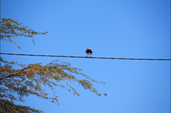 Geranoaetus polyosoma