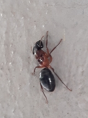 Camponotus