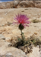 Centaurea eryngioides