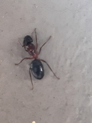 Camponotus