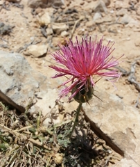Centaurea eryngioides