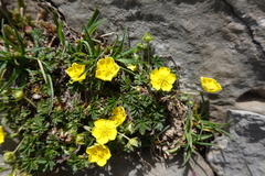 Potentilla crantzii