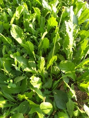 Taraxacum officinale