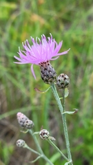 Centaurea stoebe