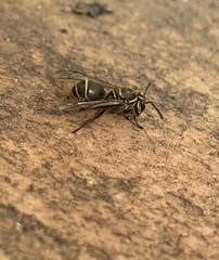 Protonectarina sylveirae