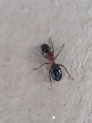Camponotus