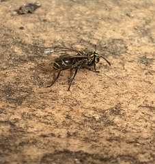 Protonectarina sylveirae