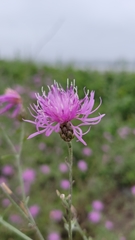 Centaurea stoebe