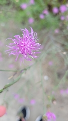 Centaurea stoebe