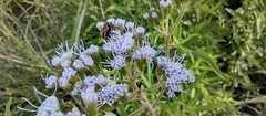 Chromolaena arnottiana
