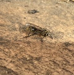 Protonectarina sylveirae
