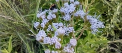 Chromolaena arnottiana