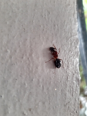 Camponotus