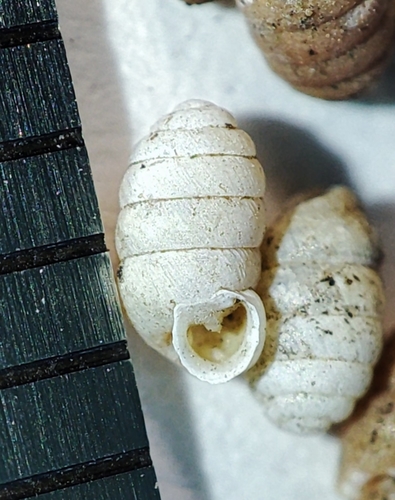 Pupilla triplicata