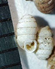Pupilla triplicata