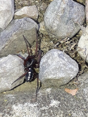 Nurscia albomaculata