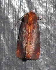 Achatodes zeae