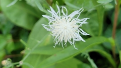 Centaurea