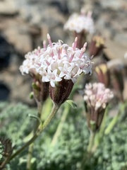 Chaenactis douglasii alpina