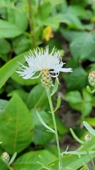 Centaurea