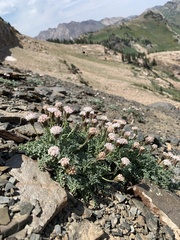 Chaenactis douglasii alpina