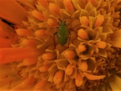 Plagiognathus arbustorum