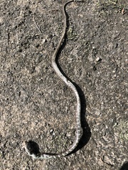 Dendrophidion prolixum