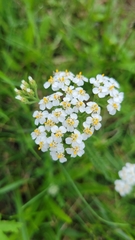 Achillea millefolium