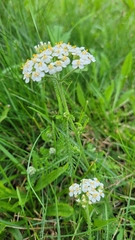 Achillea millefolium