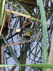 Lithobates