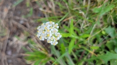 Achillea millefolium