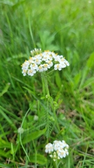 Achillea millefolium