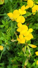 Lotus corniculatus