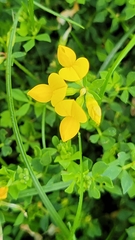 Lotus corniculatus