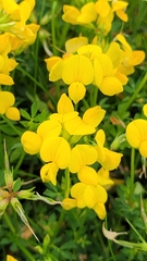 Lotus corniculatus