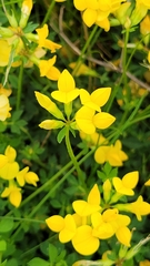 Lotus corniculatus