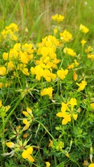 Lotus corniculatus