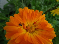 Plagiognathus arbustorum