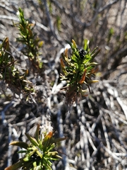 Heliotropium stenophyllum