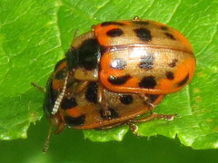 Chrysomela mainensis