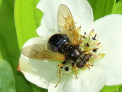 Blera armillata