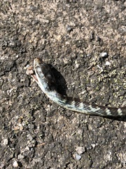 Dendrophidion prolixum