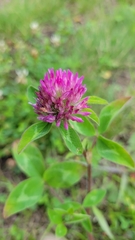 Trifolium pratense