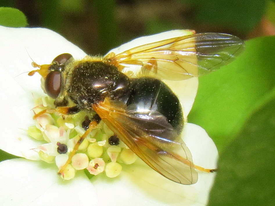 Orange-faced Wood Fly